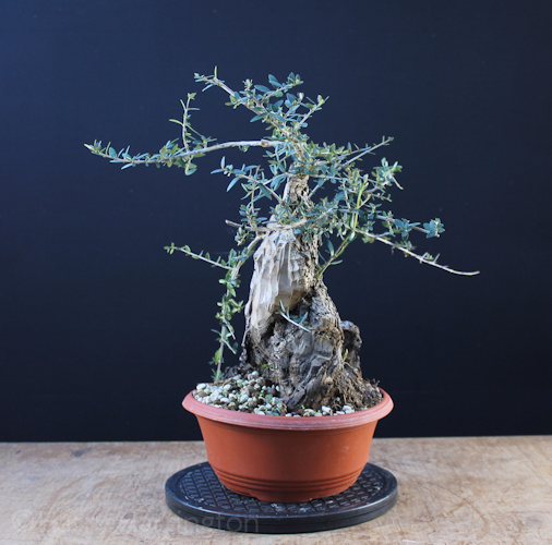 olive bonsai olea